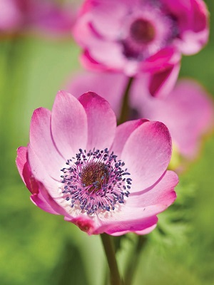 ANEMONE Mona Lisa Orchid Shade